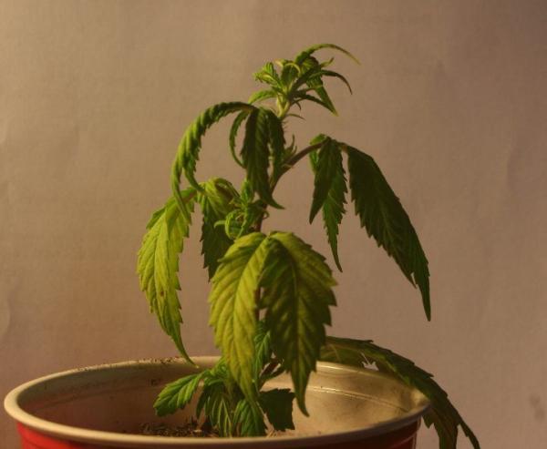 How to Avoid Stress in Marijuana Plants