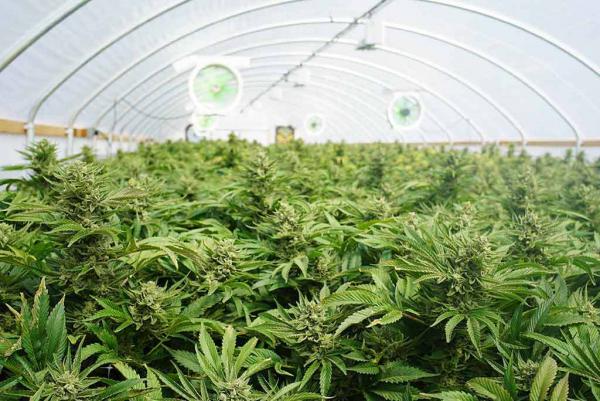 How To Grow Cannabis In a Greenhouse