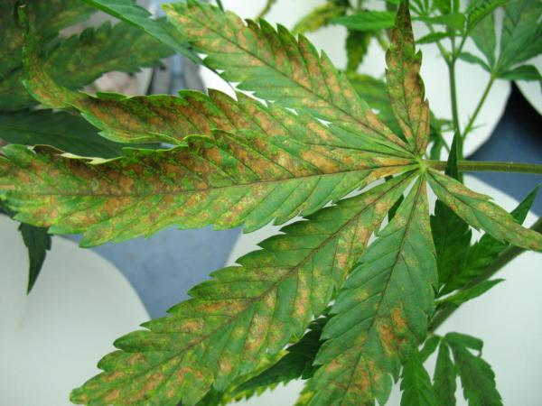 Calcium Deficiency: Fixing Your Sick Marijuana Plant
