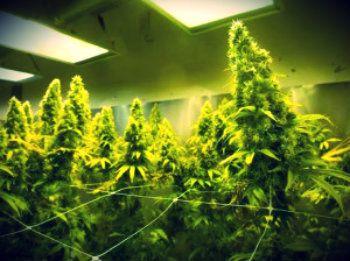 How to Maximise Yield for Cannabis Plants - Part 2 – Preparation