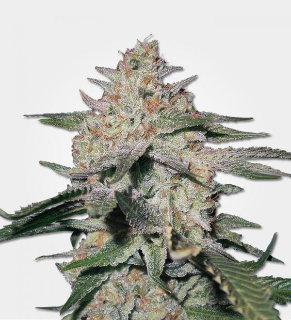 All You Need to Know About the Northern Lights Strain