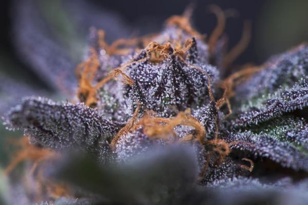 How to Boost Flavour in Your Marijuana Plants?