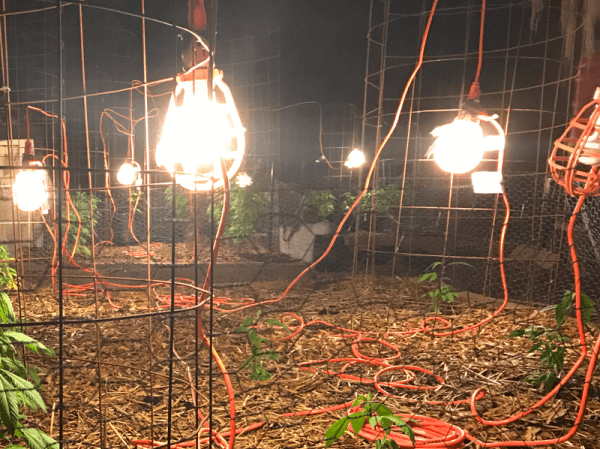 What is a Marijuana Gas Lantern Routine (GLR)?