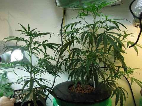 Growing in soil v hydro, which is better?