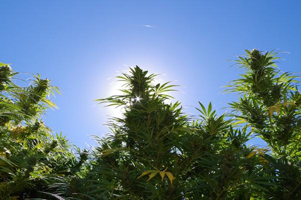 How to Grow Marijuana in Arid and Dry Climates