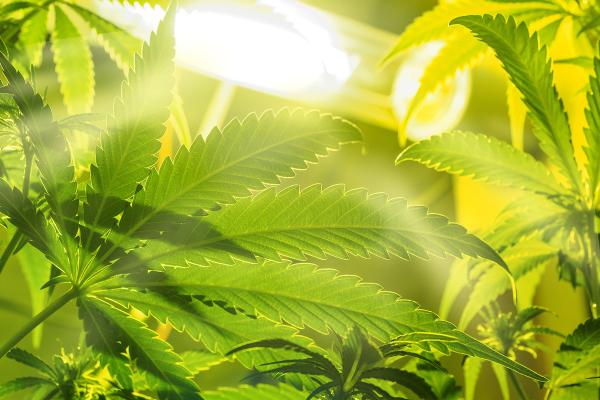 How to protect your cannabis plants from heat stress