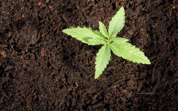How to make Marijuana Fertilizer