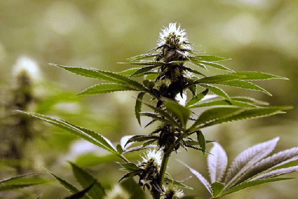 Marijuana Plant Anatomy: The Different Parts