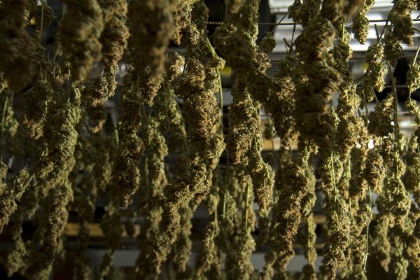 An overview of Marijuana Harvesting