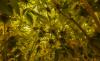 Master Kush Plant