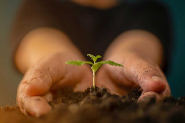 More Than Mud: An Overview/Quick Reference Guide To Soil and Solid Growth Mediums