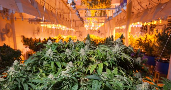 Growing Pains: Setting Up Your Grow Space