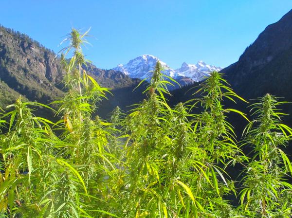 Growing Marijuana in Sub-tropical and Temperate Climates