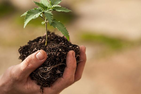 When And How to Transplant Cannabis Plant? The Top Answers to Transplanting Questions
