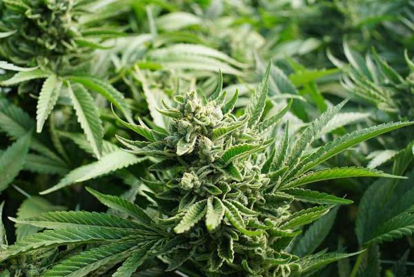 How to Tell If Buds are Pollinated and More Answers to Top Questions