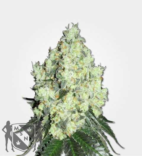 What Does OG Stand For, and Where did it Originate?