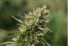 sour diesel strain during the flowering stage