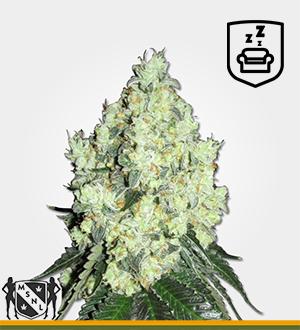 Strain Scope - OG Kush