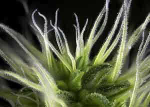 Clear trichomes and white hairs