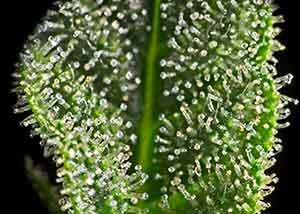 50% Clear and 50% Cloudy trichomes