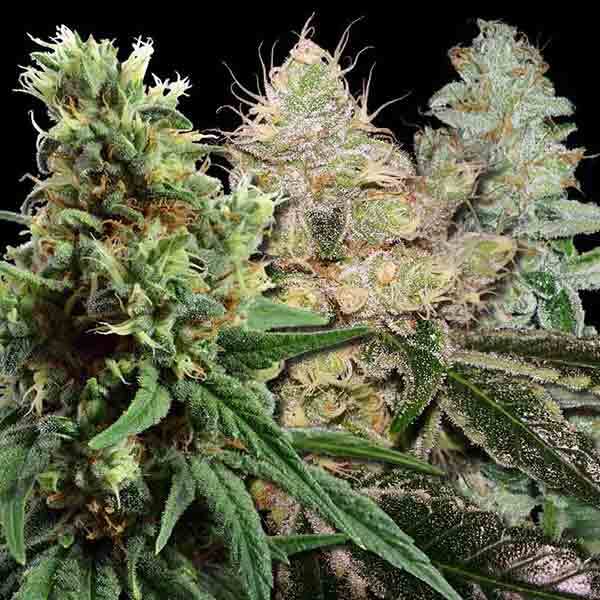 Free Autoflowering Cannabis Seeds