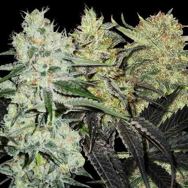 Free Feminized Cannabis Seeds