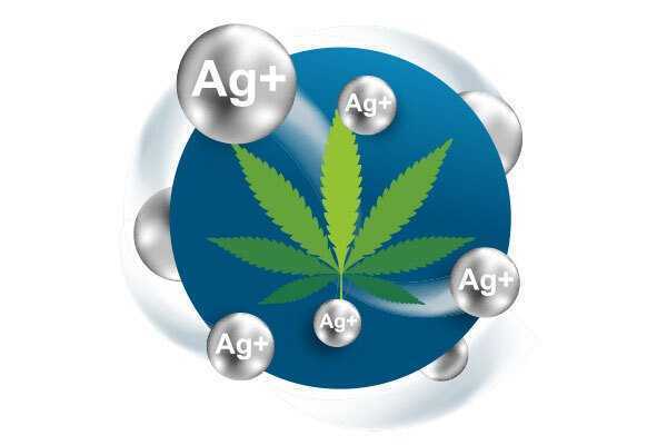 Colloidal silver on Marijuana leaves