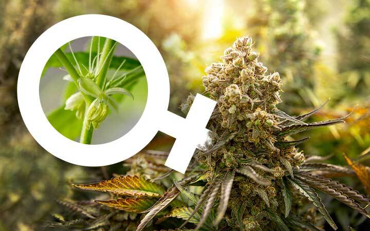 Pollen sacks on a female marijuana plant from colloidal silver