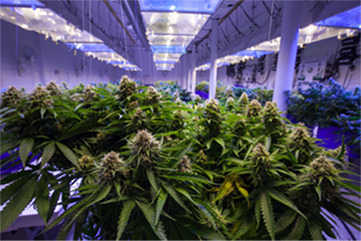 Female cannabis plants under LED