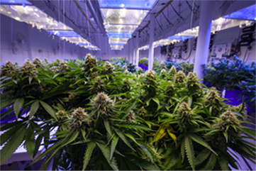 autoflowers growing