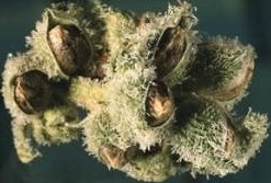 Marijuana seeds ready for picking