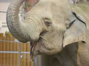 Stoned elephants