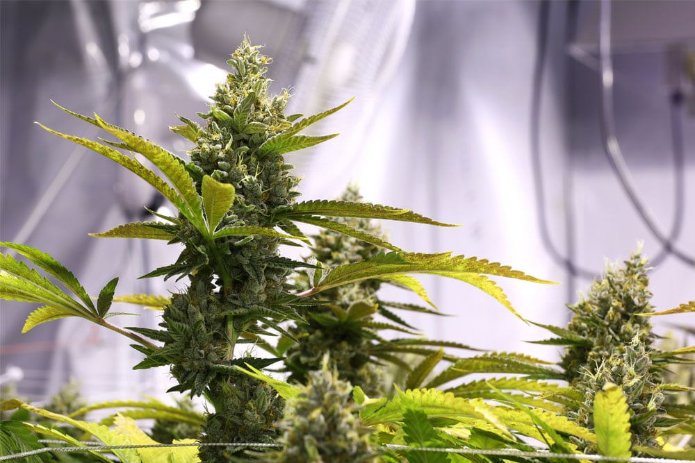 Odor Control Solutions for Indoor Cannabis Grow Rooms