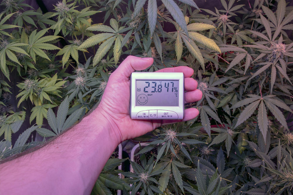 Hand holding electronic device for measuring humidity and temperature inside a cannabis plantation. Hydrometer thermometer used to monitor during the growth and development marijuana plants.