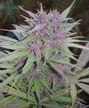 How to Turn Weed Purple