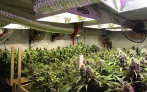 fans and ducting in a marijuana grow