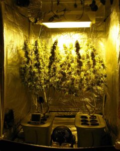 growing cannabis at home
