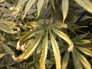 weed marijuana light stress