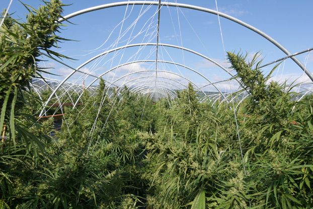 When to Harvest: Trich Colour, Loups, and Microscopes