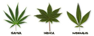 Three types of marijuana leaves