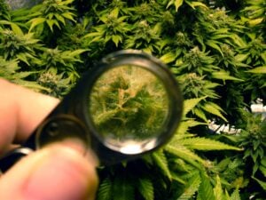 Microscope looking for marijuana terpenes