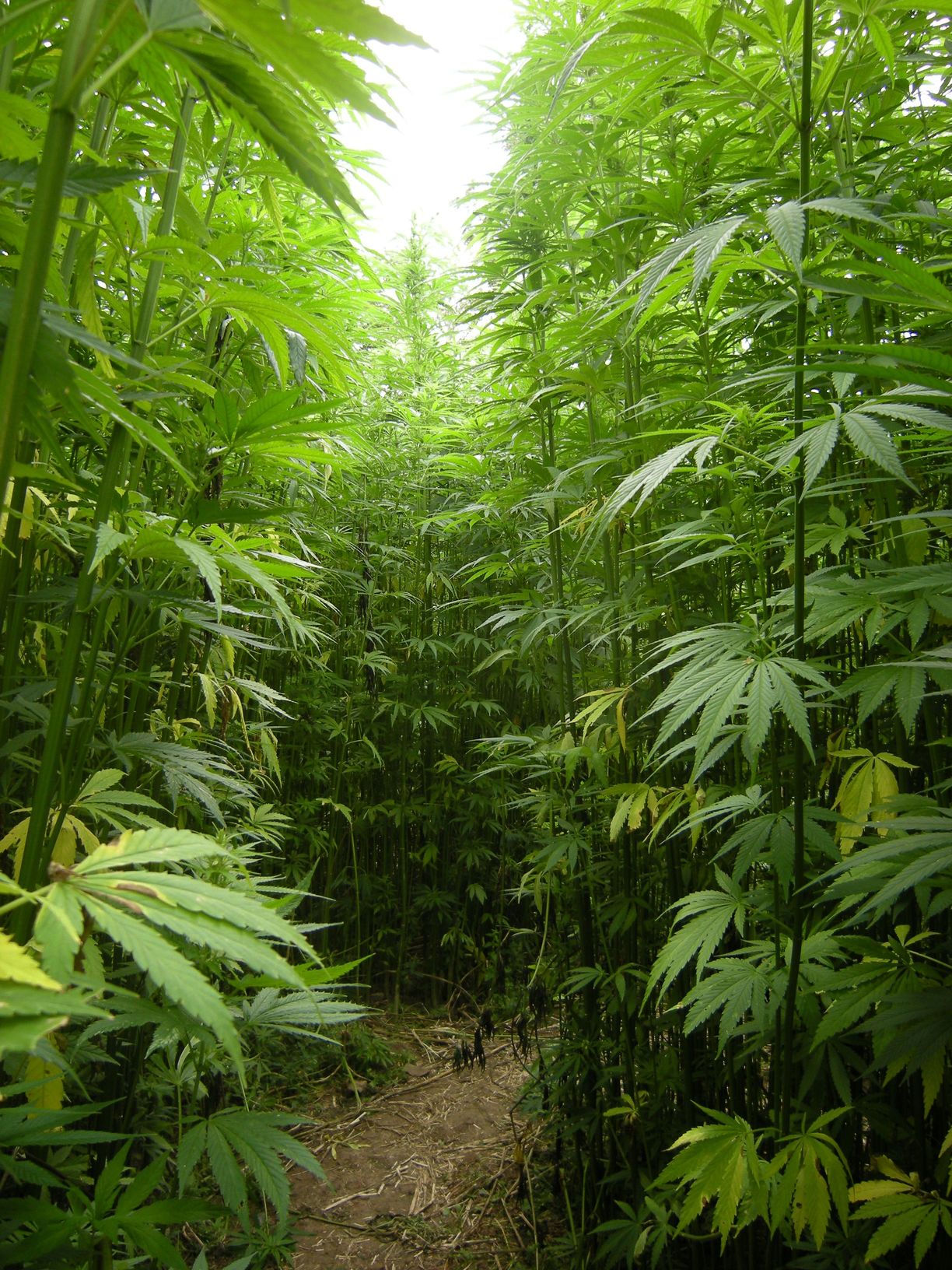 https://www.marijuana-seeds.nl/wordpress/wp-content/uploads/2016/07/growing-marijuana-hemp-outdoors-sun_result-1.jpg