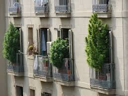 Cannabis growing on a balcony in Barcelona