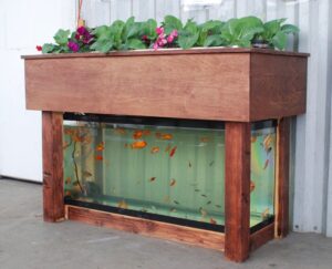 Aquaponic fish tank setup