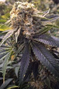 Hash Plant being grown outdoors