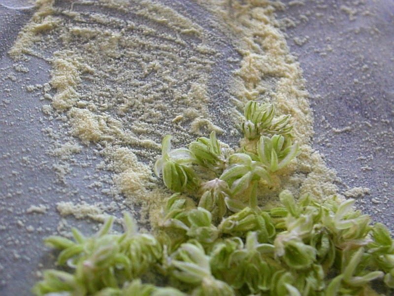 Breeding 101 – How to Create Your Own Marijuana Strain