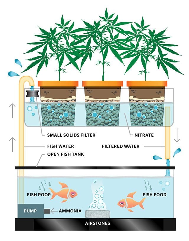 Aquaponics, what is it and can it work for weed?