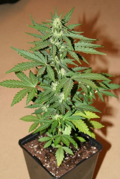 Are Autos Worth It?