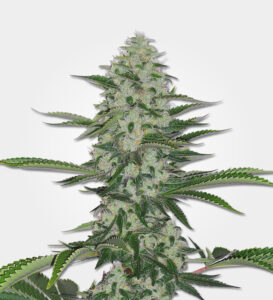 thc-bomb