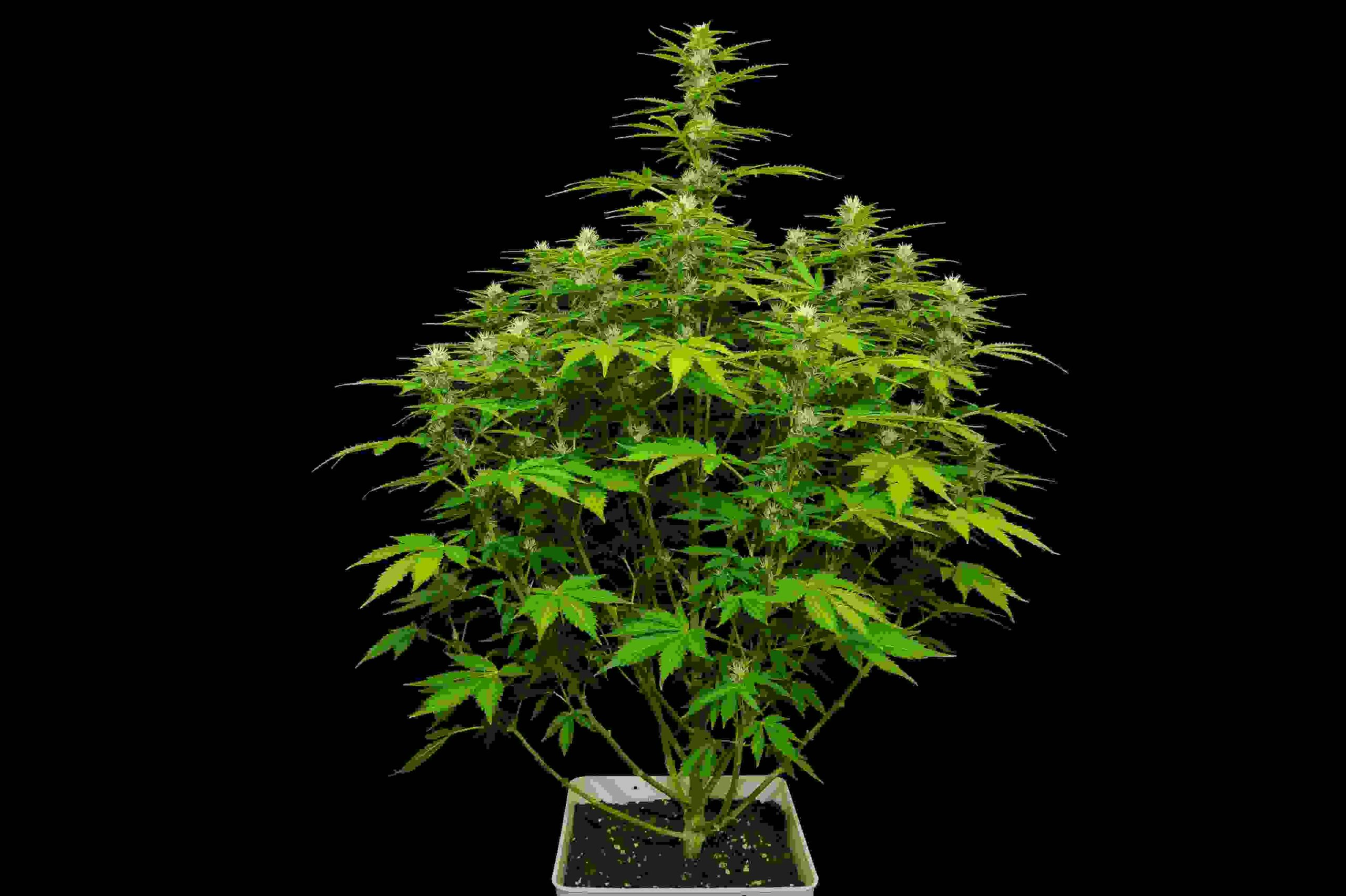 Are Autos Worth Growing?